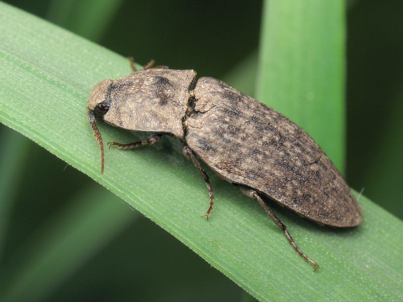 Agrypnus murinus (Linnaeus, 1758)